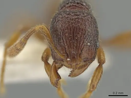 Rogeria exsulans specimen CASENT0742614 image casent0742614_2