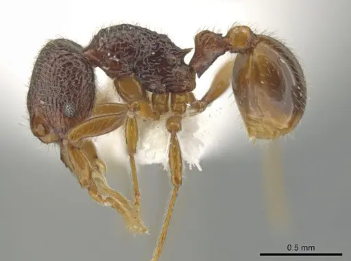 Rogeria exsulans specimen CASENT0742614 image casent0742614_3