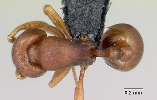 Rogeria foreli specimen CASENT0006150 image casent0006150_1