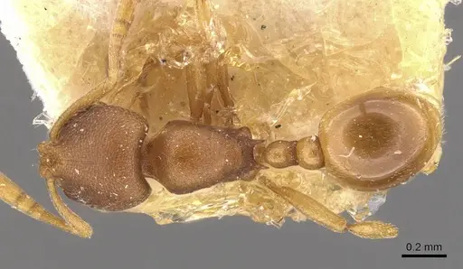 Rogeria foreli specimen CASENT0909070 image casent0909070_1