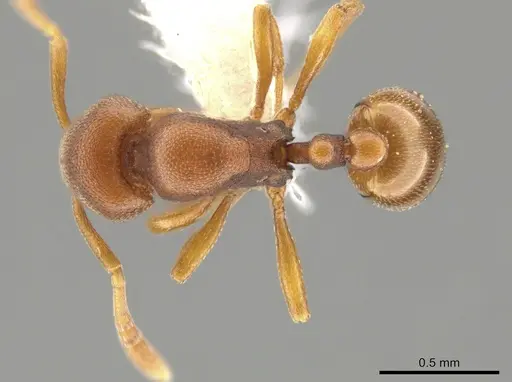 Rogeria foreli specimen JTLC000015081 image jtlc000015081_1