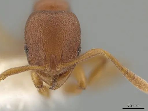 Rogeria foreli specimen JTLC000015081 image jtlc000015081_2