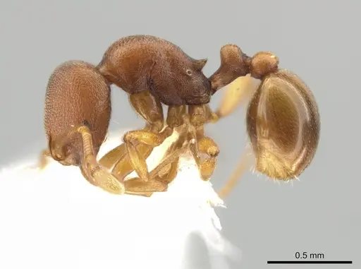 Rogeria foreli specimen JTLC000015081 image jtlc000015081_3