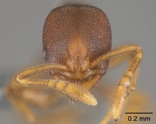 Rogeria foreli specimen USNMENT01124288 image usnment01124288_1