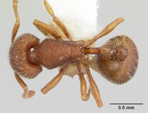 Rogeria germaini specimen CASENT0178168 image casent0178168_1