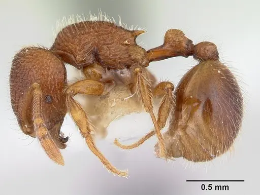 Rogeria germaini specimen CASENT0178168 image casent0178168_3