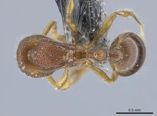 Rogeria germaini specimen CASENT0651462 image casent0651462_1