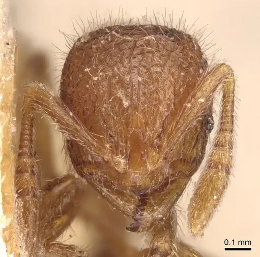 Rogeria germaini specimen CASENT0904778 image casent0904778_2
