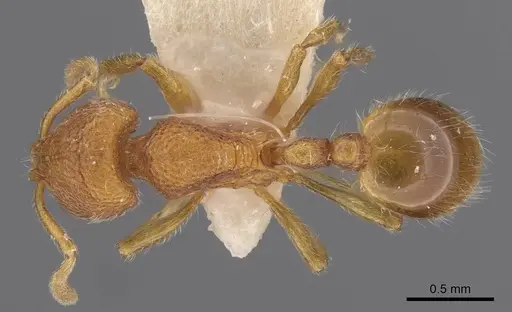 Rogeria germaini specimen CASENT0913967 image casent0913967_1