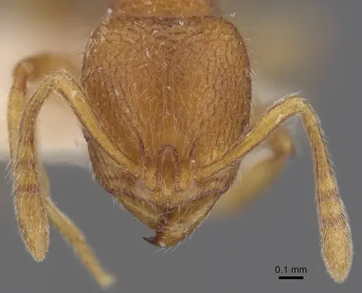 Rogeria germaini specimen CASENT0913967 image casent0913967_2