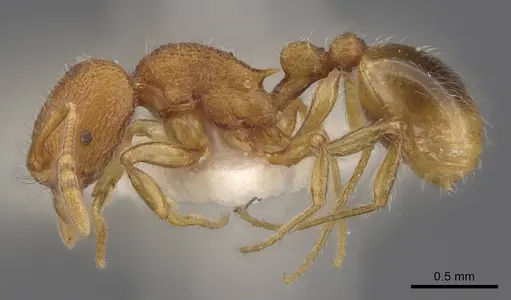 Rogeria germaini specimen CASENT0913967 image casent0913967_3