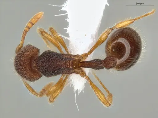 Rogeria germaini specimen ECOFOG-MI15-0093-38 image ecofog-mi15-0093-38_1