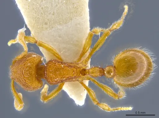 Rogeria germaini specimen MCZ-ENT00649707 image mcz-ent00649707_1