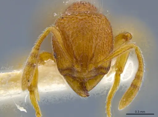 Rogeria germaini specimen MCZ-ENT00649707 image mcz-ent00649707_2