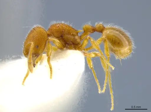 Rogeria germaini specimen MCZ-ENT00649707 image mcz-ent00649707_3