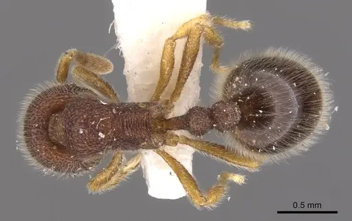 Rogeria gibba specimen CASENT0900962 image casent0900962_1