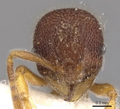 Rogeria gibba specimen CASENT0900962 image casent0900962_2