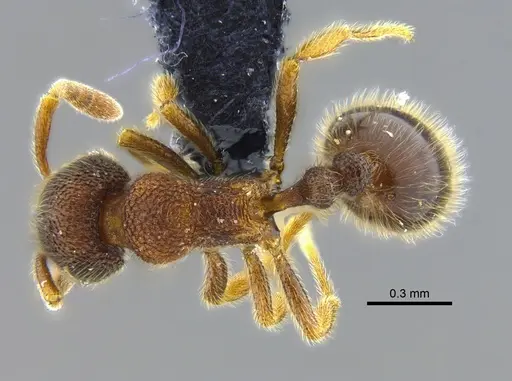 Rogeria gibba specimen CBUMAGENT40425 image cbumagent40425_1