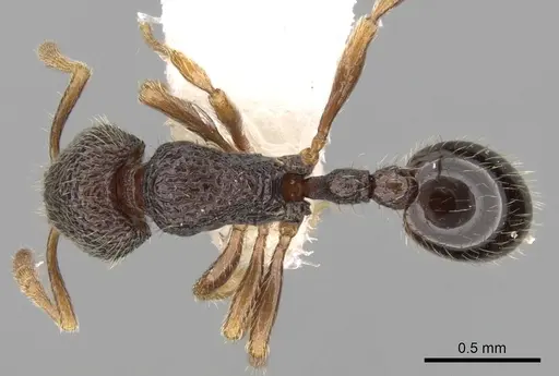Rogeria inermis specimen CASENT0280813 image casent0280813_1