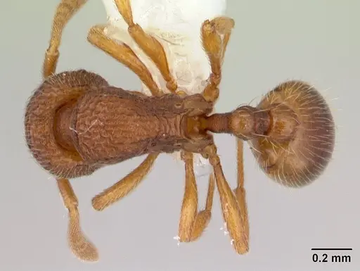 Rogeria innotabilis specimen CASENT0603512 image casent0603512_1