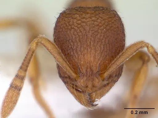 Rogeria innotabilis specimen CASENT0603512 image casent0603512_2