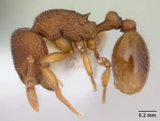 Rogeria innotabilis specimen CASENT0603512 image casent0603512_3