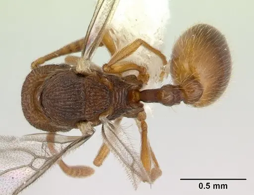 Rogeria innotabilis specimen CASENT0603513 image casent0603513_1