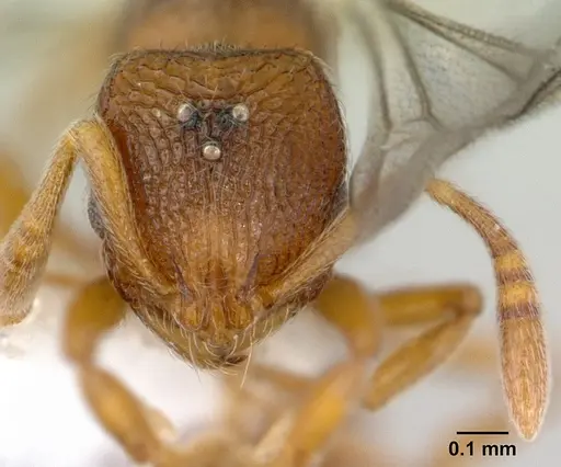 Rogeria innotabilis specimen CASENT0603513 image casent0603513_2