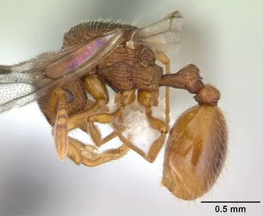 Rogeria innotabilis specimen CASENT0603513 image casent0603513_3