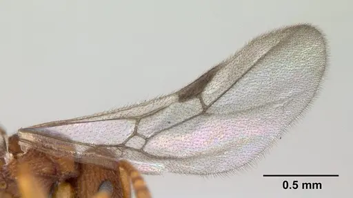 Rogeria innotabilis specimen CASENT0603513 image casent0603513_4