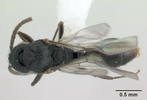Rogeria innotabilis specimen CASENT0603514 image casent0603514_1