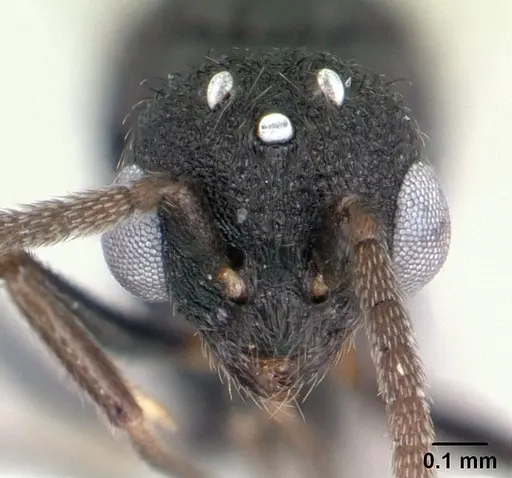 Rogeria innotabilis specimen CASENT0603514 image casent0603514_2