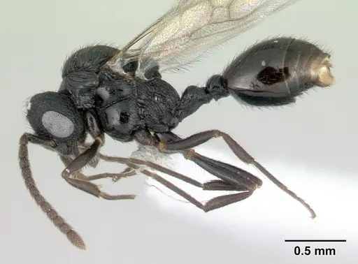 Rogeria innotabilis specimen CASENT0603514 image casent0603514_3