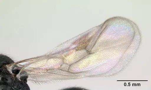 Rogeria innotabilis specimen CASENT0603514 image casent0603514_4