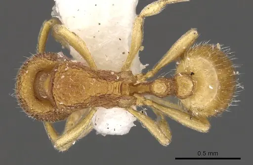 Rogeria innotabilis specimen CASENT0900958 image casent0900958_1
