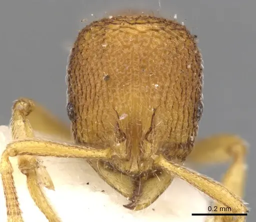 Rogeria innotabilis specimen CASENT0900958 image casent0900958_2