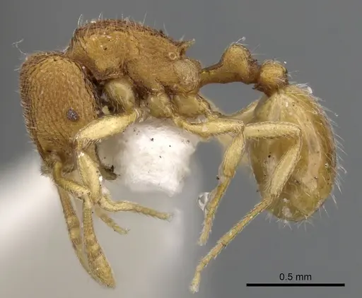 Rogeria innotabilis specimen CASENT0900958 image casent0900958_3