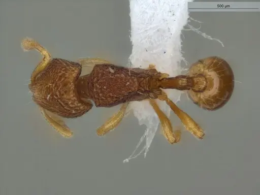 Rogeria innotabilis specimen ECOFOG-CSG15-0079-19 image ecofog-csg15-0079-19_1