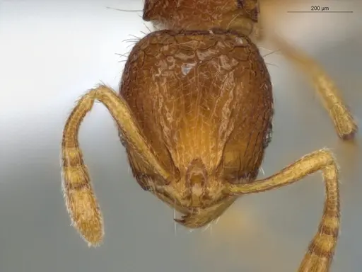 Rogeria innotabilis specimen ECOFOG-CSG15-0079-19 image ecofog-csg15-0079-19_2