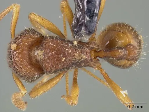 Rogeria innotabilis specimen USNMENT00445637 image usnment00445637_1