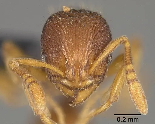 Rogeria innotabilis specimen USNMENT00445637 image usnment00445637_2