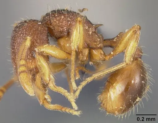 Rogeria innotabilis specimen USNMENT00445637 image usnment00445637_3