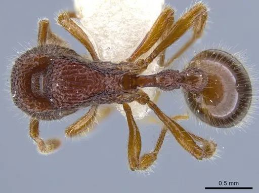 Rogeria lacertosa specimen MZSP67223 image mzsp67223_1