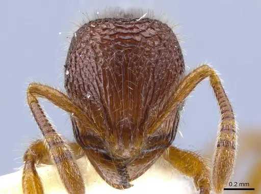 Rogeria lacertosa specimen MZSP67223 image mzsp67223_2