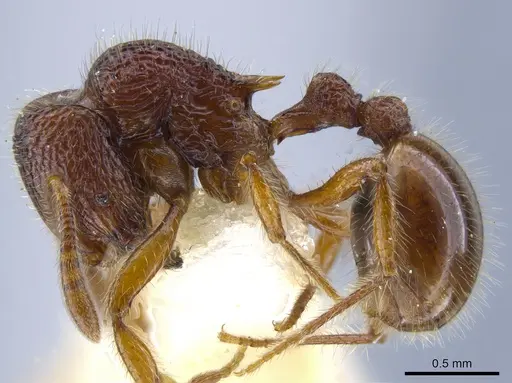 Rogeria lacertosa specimen MZSP67223 image mzsp67223_3