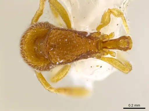 Rogeria leptonana specimen MCZ-ENT00649712 image mcz-ent00649712_1