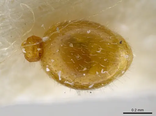 Rogeria leptonana specimen MCZ-ENT00649712 image mcz-ent00649712_2