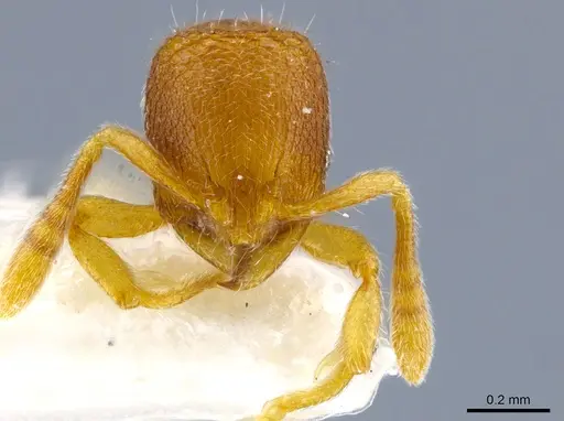 Rogeria leptonana specimen MCZ-ENT00649712 image mcz-ent00649712_3