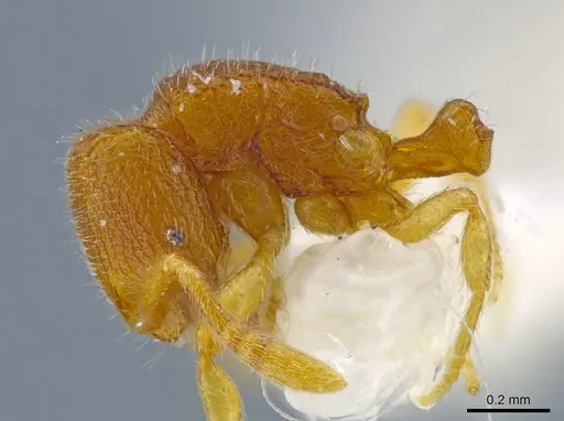 Rogeria leptonana specimen MCZ-ENT00649712 image mcz-ent00649712_4