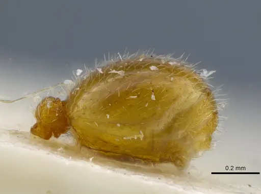 Rogeria leptonana specimen MCZ-ENT00649712 image mcz-ent00649712_5